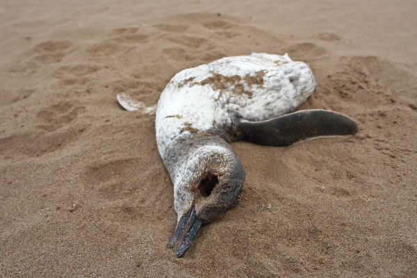 pgs-necochea-todo-el-ano_3