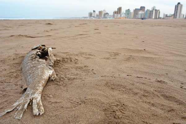 pgs-necochea-todo-el-ano_4